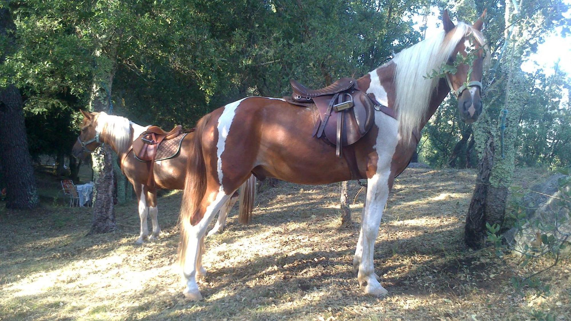 Agro Do Souto, Noia - Villa Completa ภายนอก รูปภาพ
